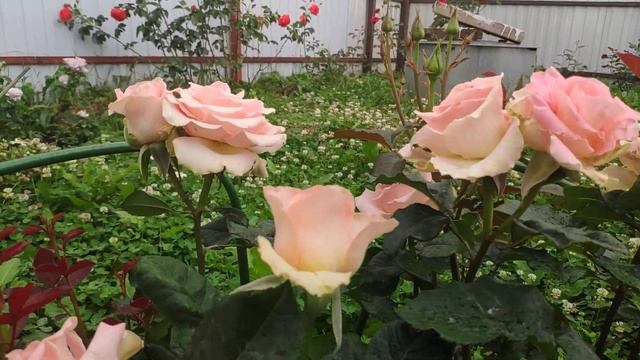 Розы в Подмосковье. Роза Hir /Hir (срезочная, чг, предположительно Эквадор) смотреть онлайн