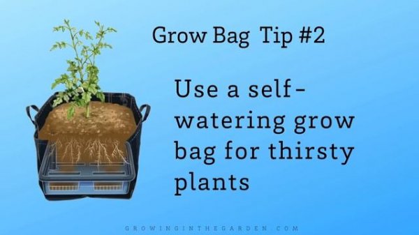 Gardening in GROW BAGS: 5 Tips for SUCCESS
