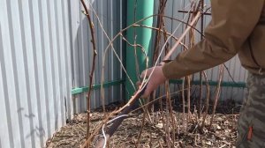 Лайфхак: как подвязать малину?