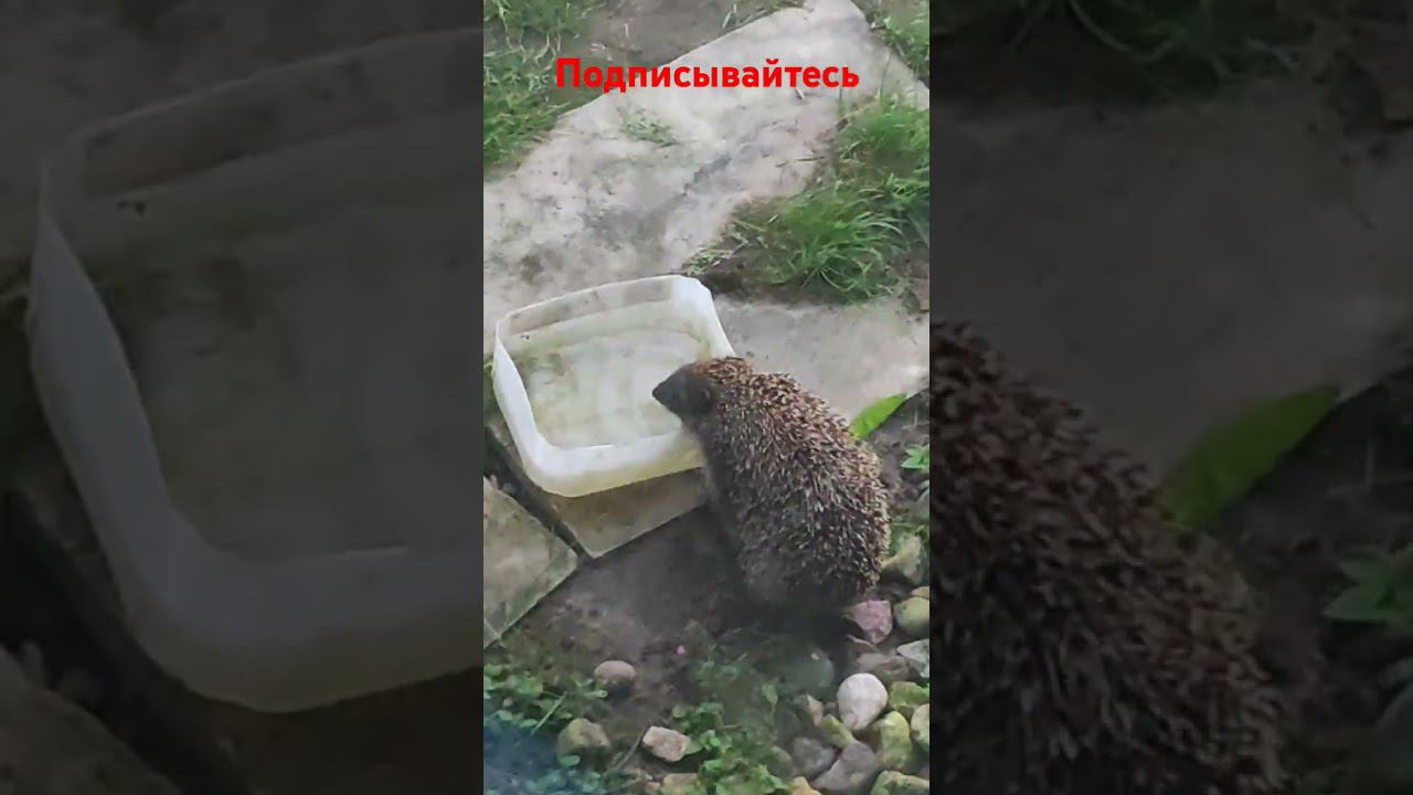 Ежик на солнце! смотреть онлайн
