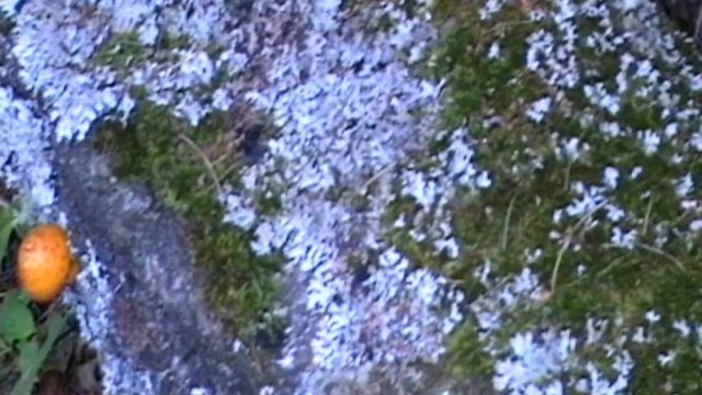 Шиитаке смотреть онлайн