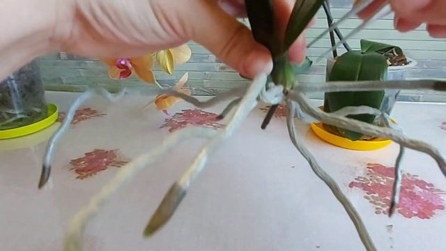 Отделение переросшей детки с цветоноса. Посадка детки орхидеи смотреть онлайн