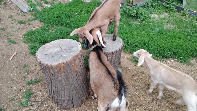 #козлята#гуляют . Козлята гуляют 🖐️ смотреть онлайн