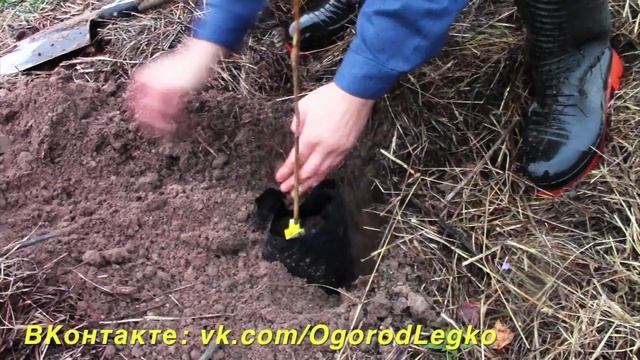 Как хранить саженцы орехов зимой? смотреть онлайн