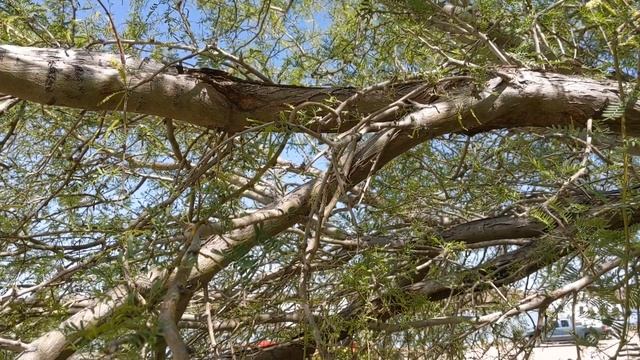 Great Tail Grackle Calls and Sounds смотреть онлайн