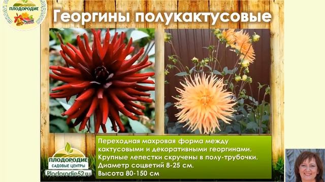 Георгины многолетние и однолетние - ЯРКИЙ УГОЛОК вашего сада! смотреть онлайн