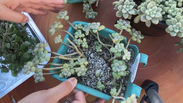 PAANO MAGPROPAGATE NG SUCCULENTS? || PHILIPPINES смотреть онлайн