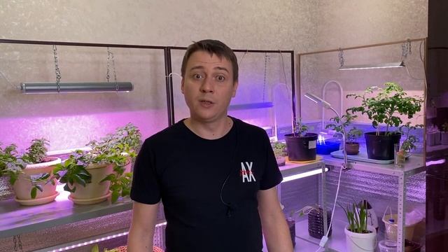 Эустома. Выращиваем эустому из семян смотреть онлайн