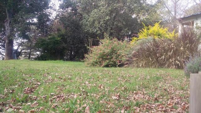 Brewer's Blackbird Song! Brewer's Blackbird Call! Tordo Ojos Amarillos Canto- Euphagus Cyanocephalu смотреть онлайн
