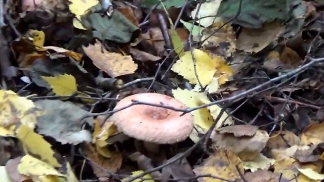 Учебник по Творческому Самовыражению