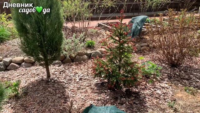 Обзор сорта ели Rydal. Скорость роста, декоративность. Что посадить рядом - выбор партеров. смотреть онлайн