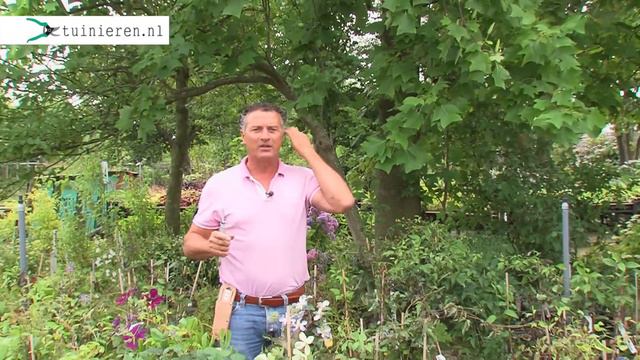 Clematis snoeien: hoe snoei je een clematis? - Tuinieren.nl смотреть онлайн