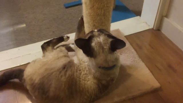 Claus kicking the pole Devon Rex смотреть онлайн