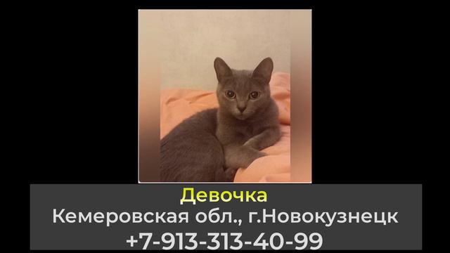 Пропала кошка! Девочка, Кемеровская обл., г.Новокузнецк смотреть онлайн