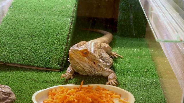 Кормление бородатых агам – что можно и что нельзя бородатой агаме смотреть онлайн