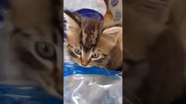 Exploring the wild home|7 weeks old смотреть онлайн