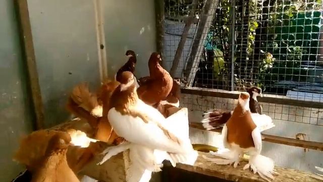 Голуби Владимира Ч I Статные голуби смотреть онлайн