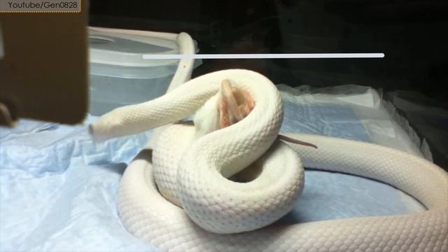 10 Most Beautiful Snakes in the World смотреть онлайн