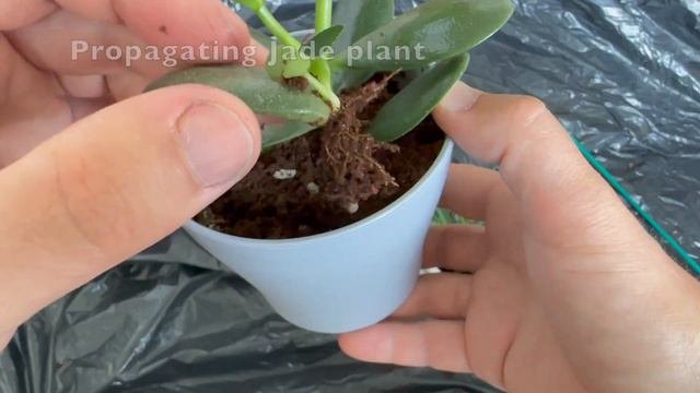 Haworthia Aloe - Cheap & Easy, Tips, Repotting, Care, Watering смотреть онлайн