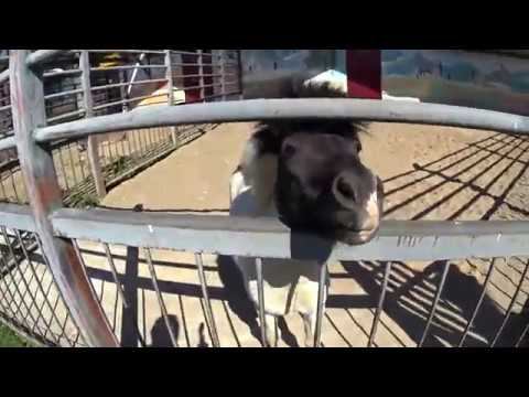 Пони просит Одуванчик смотреть онлайн