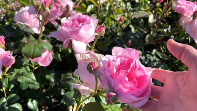David Austin Rose Update!🌹 смотреть онлайн