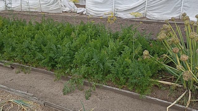 Лук все равно вырастет.