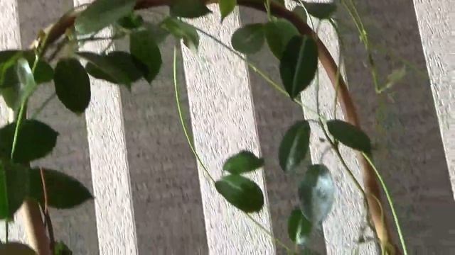 Розы начали расти в холодильнике.Мантевилла. смотреть онлайн