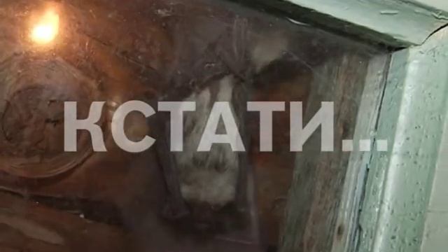 За стеклом - десятки летучих мышей поселились в окне садового домика смотреть онлайн