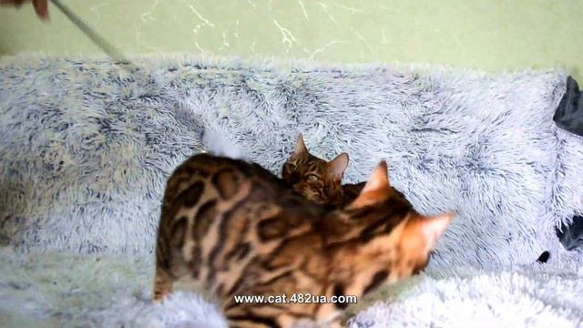 Славный бенгальский котенок, Dakota Gold, февраль 2020 смотреть онлайн