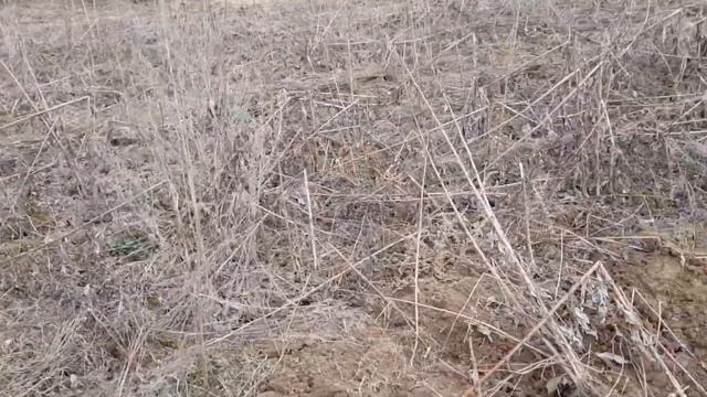 Топинамбур 2021 смотреть онлайн