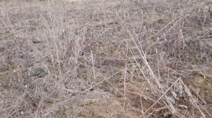 Топинамбур 2021