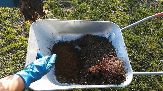 При пересадке вересков обнаружила серьезную проблему с корневой системой, приняла меры смотреть онлайн