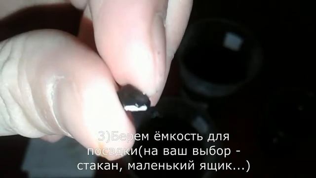 Как посадить бархатный банан из косточки смотреть онлайн