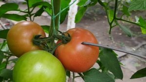 Нехватка бора на томатах!!!! как распознать и как подкормить!!!