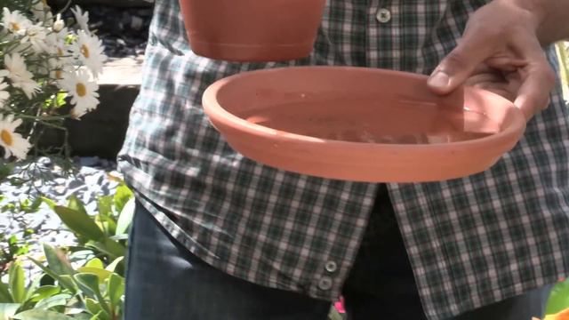 ¿Por qué se me mueren las plantas? - Consejos Massó Garden смотреть онлайн