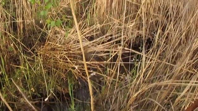 Крячек 2017 смотреть онлайн