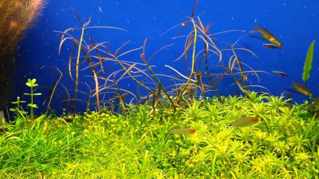 Пузыряние смотреть онлайн