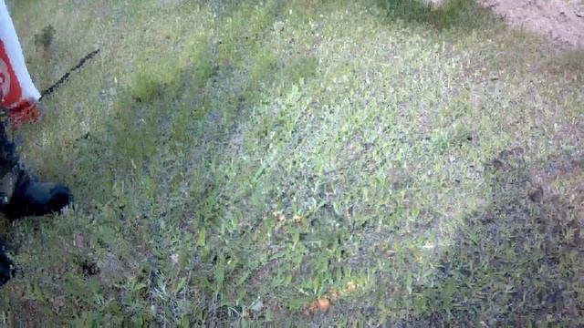 Маслята в мае смотреть онлайн