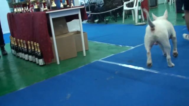 Dog Show "Терьер-союз" N. Leonova Novosibirsk 2011/11/12 p11 смотреть онлайн