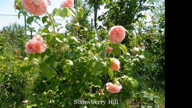 My first English roses by David Austin смотреть онлайн
