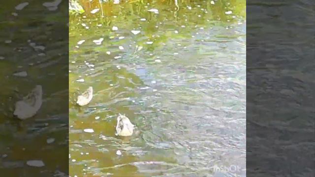 Утиная Семья в д. Королево смотреть онлайн