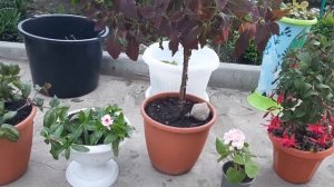 Растения на штамбе