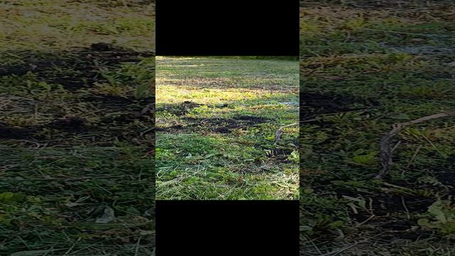 Тайный эксперимент по посадке картошки.