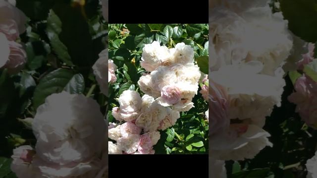 Beautiful Rose! Bouquet Parfait #shorts #rose #beautifulflowers #garden смотреть онлайн