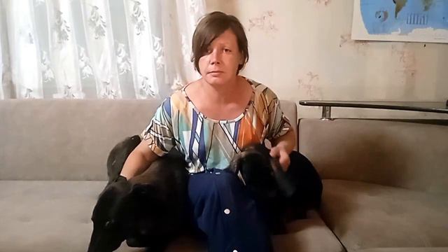 Лечим пироплазмоз. Хортая борзая. смотреть онлайн