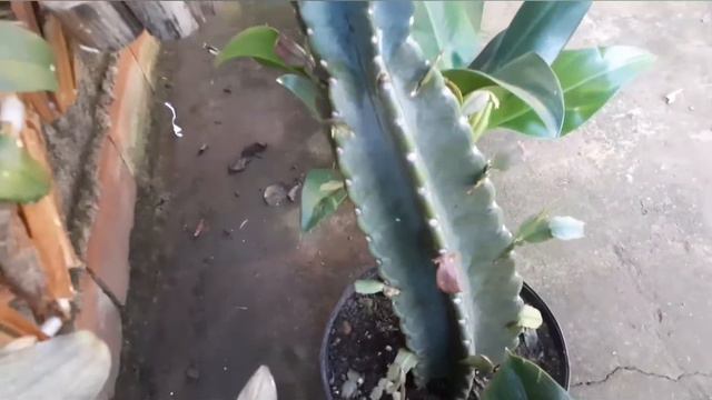 Flor de maio bem saudáveis 🌷 смотреть онлайн