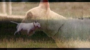 Бультерьер. Плюсы и минусы, Цена, Как выбрать, Факты, Уход, История