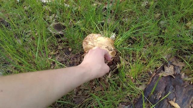 Mushroom Foraging - June 12th 2021 смотреть онлайн
