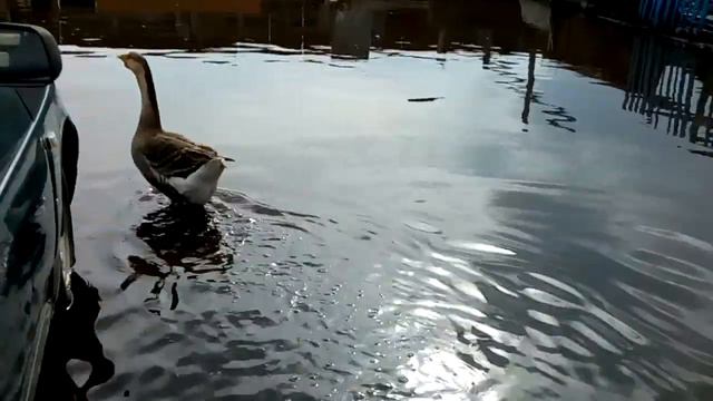 Пришло тепло, пришла вода, у нас потоп смотреть онлайн