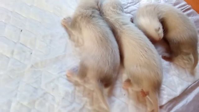 Хорьки, бронь. Продажа смотреть онлайн